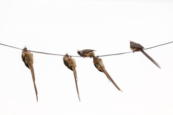 四个美丽的长跟踪斑点Mousebird挂上行下<strong>来电</strong>权力电缆