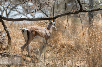 格兰特rsquo瞪羚漫游的萨凡纳草原Abijatta-Shalla国家公园埃塞俄比亚