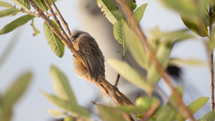 美丽的长跟踪斑点Mousebird坐着薄嫩枝