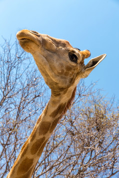 特写镜头拍摄年轻的长颈鹿与长脖子