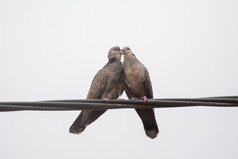 两个微暗的乌龟鸽子显示感情在交配仪式涉及某物类似吻联锁他们的喙