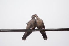两个微暗的乌龟鸽子显示感情在交配仪式涉及某物类似吻联锁他们的喙