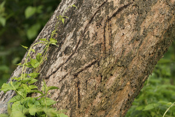 老虎爪子划痕的树领土边境标志着动物照片和野生动物