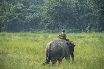 mahout<strong>大象</strong>骑手骑女<strong>大象</strong>野生动物和农村<strong>照片</strong>亚洲<strong>大象</strong>国内动物