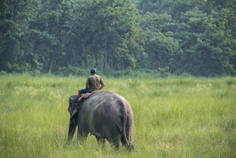 mahout<strong>大象</strong>骑手骑女<strong>大象</strong>野生动物和农村照片亚洲<strong>大象</strong>国内动物