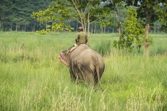 mahout<strong>大象</strong>骑手骑女<strong>大象</strong>野生动物和农村照片亚洲<strong>大象</strong>国内动物