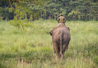 mahout大象骑手骑女大象野生动物和农村照片亚洲大象国内动物