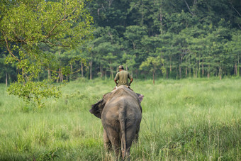 mahout大象骑手骑女大象野生动物和农村照片亚洲大象国内动物