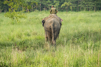 mahout<strong>大象</strong>骑手骑女<strong>大象</strong>野生动物和农村照片亚洲<strong>大象</strong>国内动物