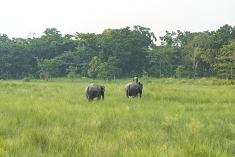 mahout<strong>大象</strong>骑手与两个<strong>大象</strong>草地野生动物和农村生活亚洲亚洲<strong>大象</strong>国内动物