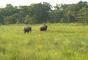 mahout<strong>大象</strong>骑手与两个<strong>大象</strong>草地野生动物和农村生活亚洲亚洲<strong>大象</strong>国内动物