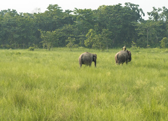 mahout<strong>大象</strong>骑手与两个<strong>大象</strong>草地野生动物和农村生活亚洲亚洲<strong>大象</strong>国内动物