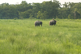 mahout大象骑手与两个大象草地野生动物和<strong>农村生活</strong>亚洲亚洲大象国内动物