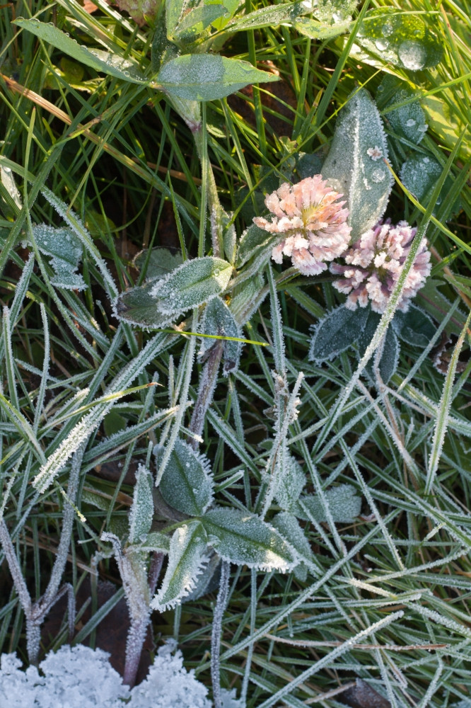 花的荷兰三叶草磨砂背景的草