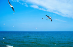 海鸥飞行蓝色的天空在海海鸥飞行在海