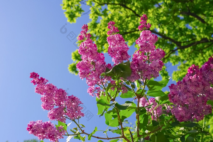 分支紫色的淡紫色花与绿色叶子蓝色的天空背景分支紫色的淡紫色花