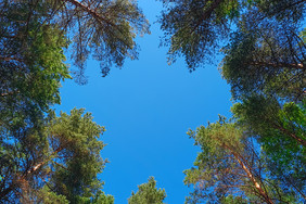 自然框架松树对的天空自然框架松树