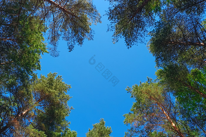 自然框架松树对的天空自然框架松树图片