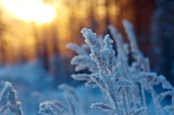 冬天场景冻花松森林而且日落
