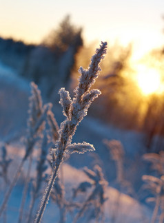 冬天场景冻花松森林而且日落