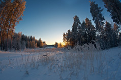 冬天景观与的松森林而且日落