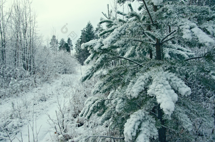 冬天场景棒分支机构雪森林