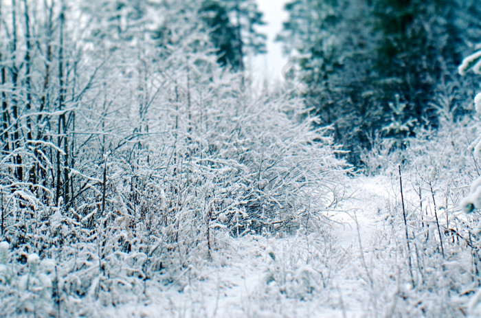 冬天场景棒分支机构雪森林