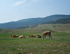 牛放牧的海岸贝加尔湖湖