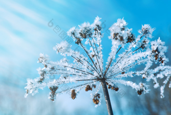 水晶snow-flowers对的蓝色的天空冬天想知道自然晶体霜冬场景景观