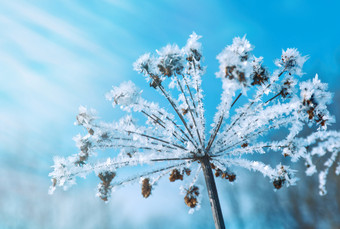水晶snow-flowers对的蓝色的天空冬天想知道自然晶体霜冬场景景观