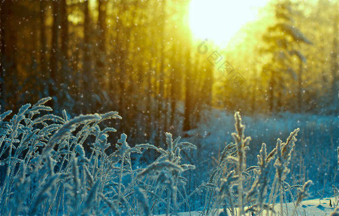 冬天场景冻花松森林和日落