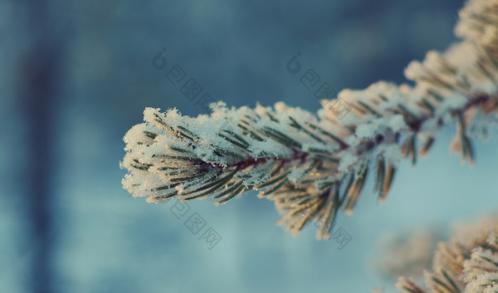 松雪分支冬天景观与的松森林和日落浅景深效果