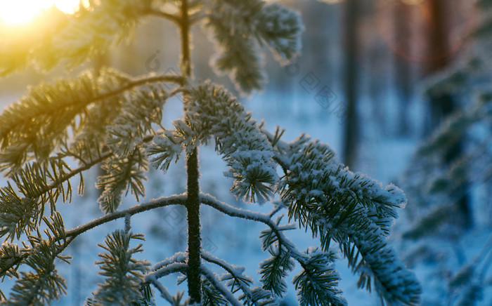 松雪分支冬天景观与的松森林和日落浅景深效果