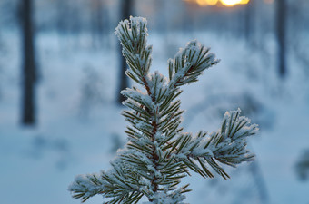 松雪分支冬天景观与的松森林和日落浅景深效果