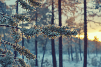 松雪分支冬天<strong>景观</strong>与的松森林和日落浅景深<strong>效果</strong>