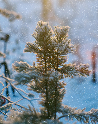 松雪分支冬天景观与的松森林和日落浅景深效果
