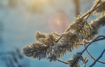 松雪分支冬天景观与的松森林和日落浅景深效果