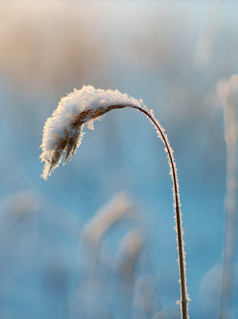 冬天美丽的圣诞节景观雪里德对日落浅景深效果