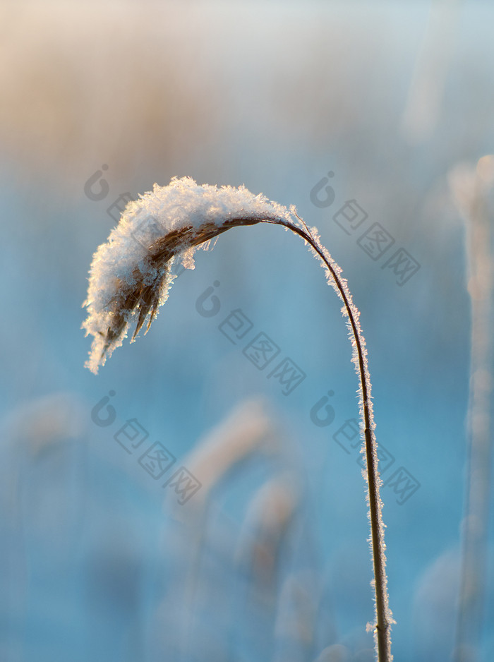 冬天美丽的圣诞节景观雪里德对日落浅景深效果