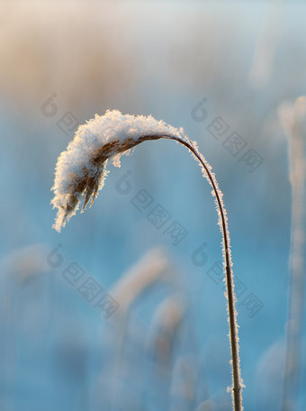 冬天美丽的圣诞节景观雪里德对日落浅景深效果