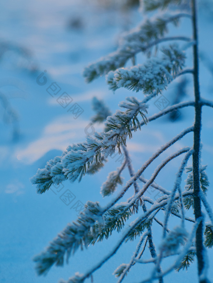 松雪分支冬天景观与的松森林和日落浅景深效果