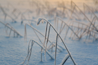 冬天美丽的圣诞节<strong>景观</strong>雪里德对日落浅景深<strong>效果</strong>