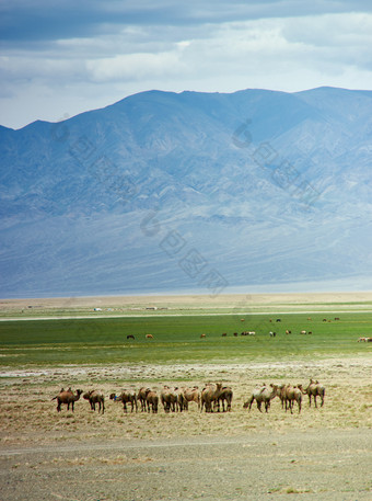 大夏的two-humped骆驼戈壁沙漠蒙古