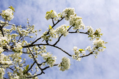 樱桃花朵的春天而且蓝色的天空的背景