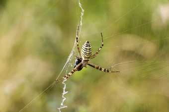 花园蜘蛛阿吉奥佩<strong>橘黄</strong>色的它的网与猎物
