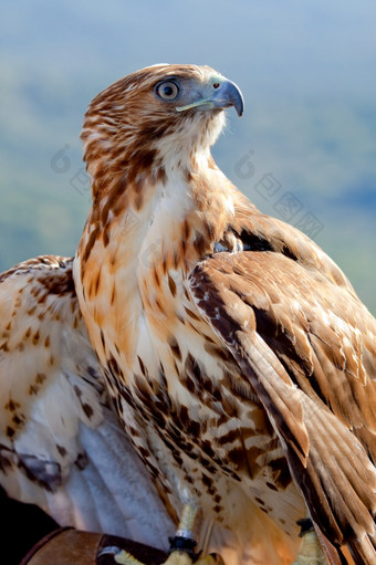 神奇的鹰红色的尾巴Buteo牙买加摆姿势平静地鹰红色的尾巴Buteo牙买加