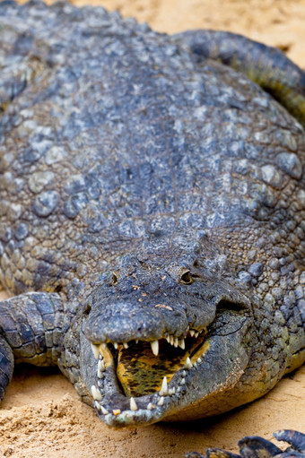 美丽的标本<strong>尼罗河</strong>鳄鱼Crocodylusniloticus<strong>尼罗河</strong>鳄鱼Crocodylusniloticus