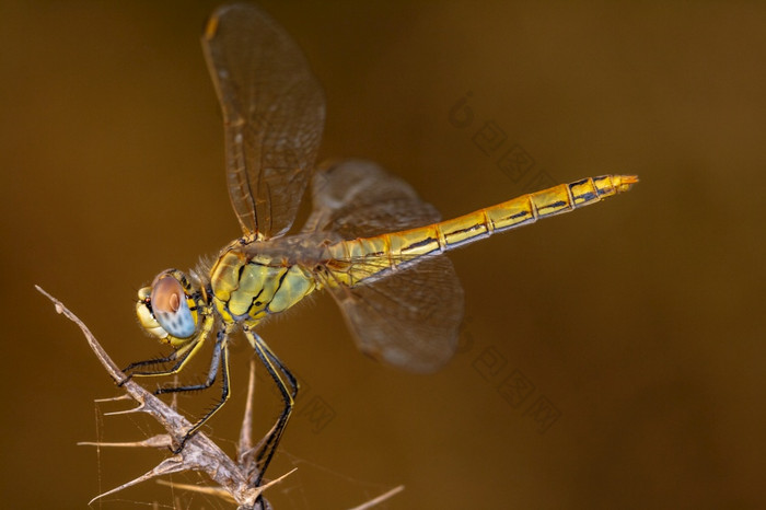 图像蜻蜓sympetrum完成就像照片近似蜻蜓sympetrum