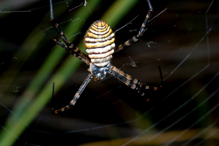 蜘蛛阿吉奥佩布鲁恩尼奇相当大的大小和威胁方面蜘蛛阿吉奥佩布鲁恩尼奇