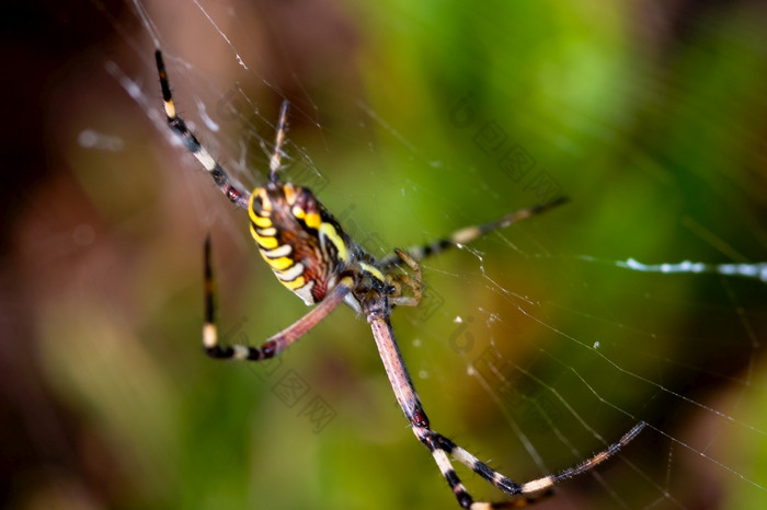 蜘蛛阿吉奥佩布鲁恩尼奇相当大的大小和威胁方面蜘蛛阿吉奥佩布鲁恩尼奇